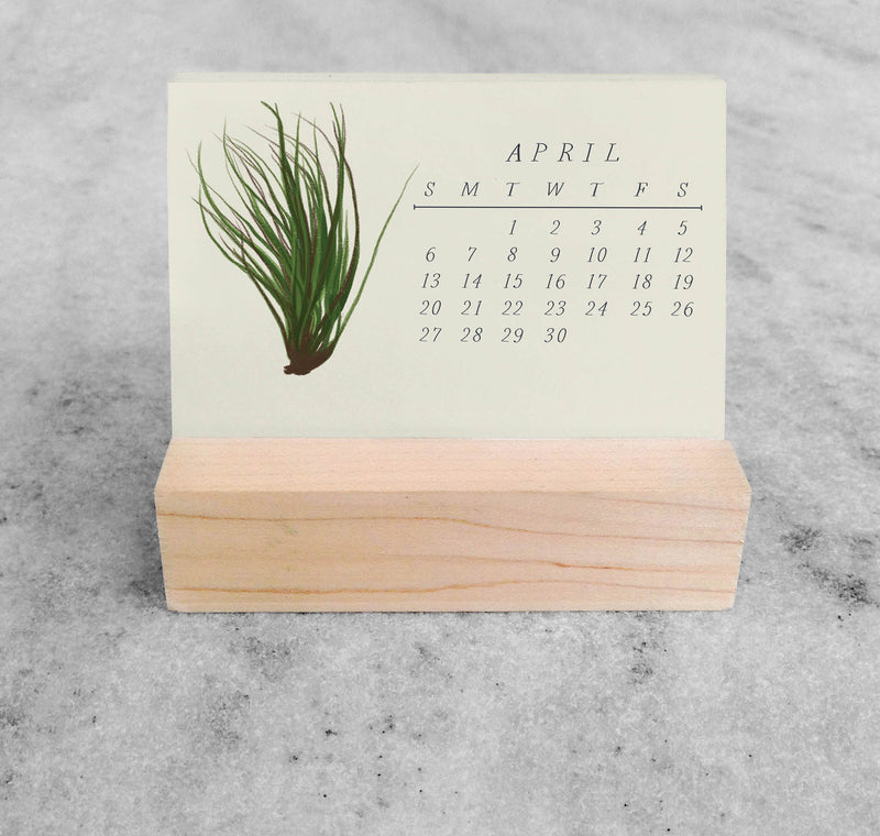 Favorite Story Mini Desk Calendar Tillandsia 2025 Mini Desk Calendar