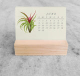 Favorite Story Mini Desk Calendar Tillandsia 2025 Mini Desk Calendar