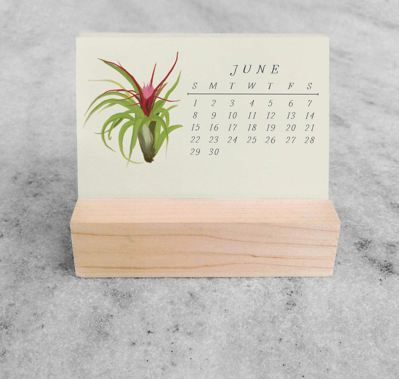 Favorite Story Mini Desk Calendar Tillandsia 2025 Mini Desk Calendar