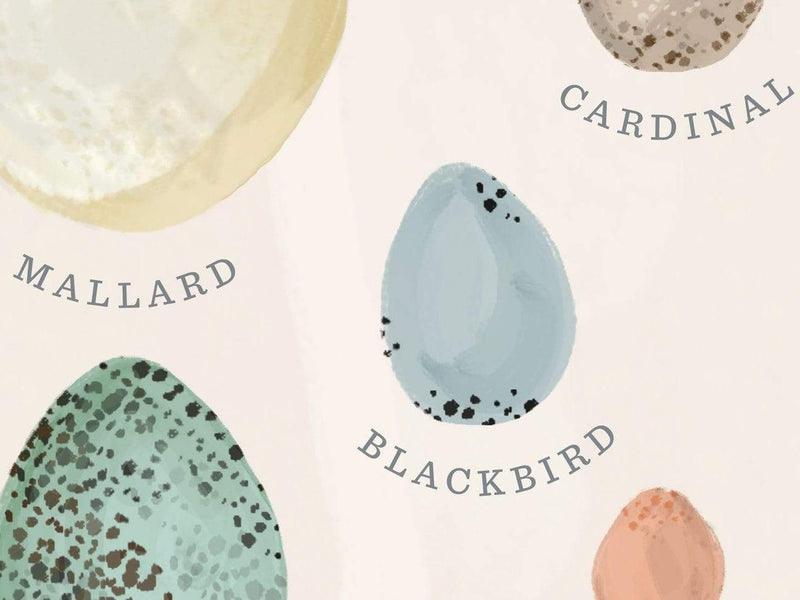 Cards Favorite Story Bird Eggs Card